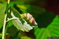 Image: Elm cockscomb gall aphid 2