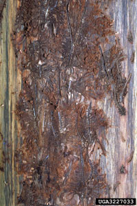 Image: European elm bark beetle 2