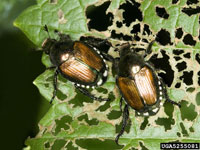 Image: Japanese beetle 2
