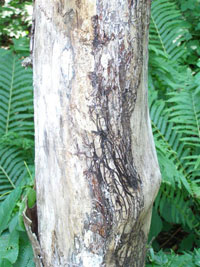 Armillaria root rot 3