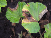 Gray mold leaf 3