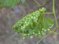 Image: Grape Phylloxera 1