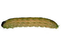 Image: Climbing Cutworms 1