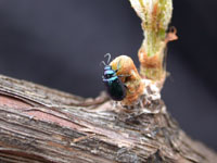 Image: Grape Flea Beetle 1