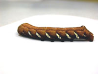 Image: Hornworm 1