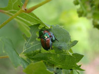 Image: Japanese Beetle 1
