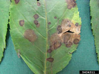 Gnomonia leaf spot 3