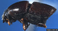 Hickory bark beetle 2
