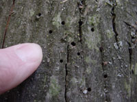 Hickory bark beetle 1