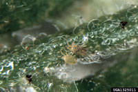 Image: Honeylocust spider mites 3