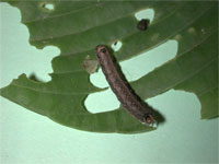 Image: Variegated Cutworms 2