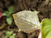 Downy mildew leaf 2