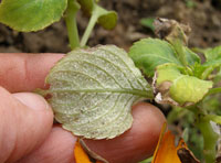 Downy mildew leaf 3