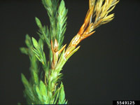 Image: browned juniper needles