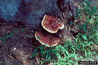 Ganoderma root and butt rot 2