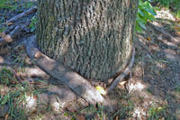 Image: Stem girdling roots 3