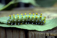 Image: Cecropia caterpillar 2