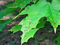 Image: Maple spindle gall 3