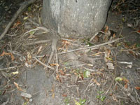 Image: Stem girdling rootsStem girdling roots 2