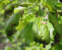 Image: Oak anthracnose 1