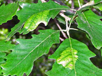 Image: Oak leaf blister 3