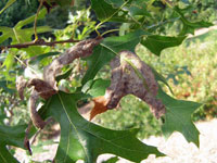 Image: Oak leaf blister 1