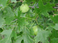 Image: Oak apple gall 1