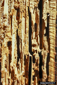 Image: Carpenter ants 3