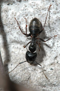 Image: Carpenter ants 2