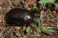 Image: June beetle 3