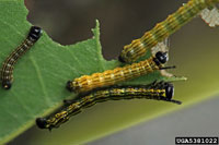 Image: Orange-striped oakworm 2