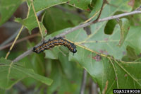 Image: Orange-striped oakworm 3