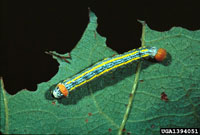 Image: Redhumped oakworm 2