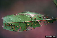 Image: Yellownecked caterpillar 3