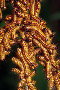 Image: Yellownecked caterpillar 2