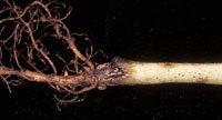 Black root rot 2