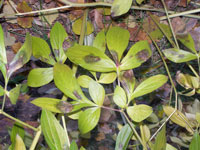 Image: leaf blotch 2