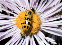 Spotted cucumber beetle 2