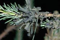 European pine sawfly 2
