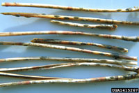 Lophodermium needle cast 3