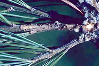Northern pine weevil 2