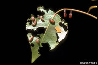 Image: Cottonwood leaf beetle 2