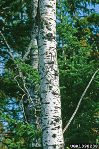 Image: Bronze poplar borer 1