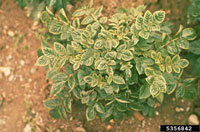 Potato Leaf Roll Virus (PLRV) 2