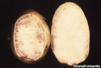 Potato Leaf Roll Virus (PLRV) 1