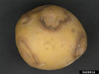 Potato Virus Y 2