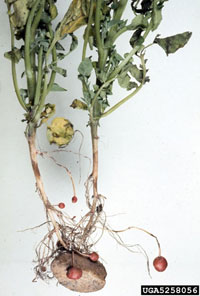 Black Scurf/Rhizoctonia Canker 2