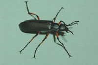 Blister Beetles 1