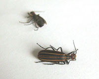 Blister Beetles 2