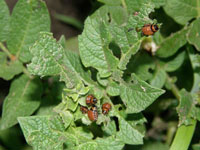 Colorado Potato Beetle 1